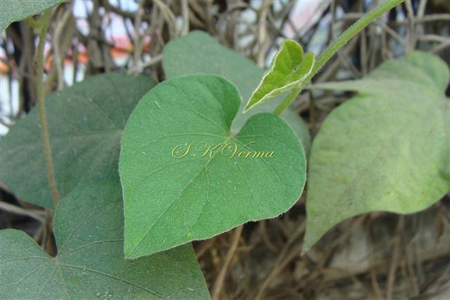  Leaves